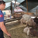 mendereste-kurban-denetimi-J9x2nPQf.jpg